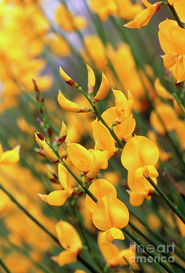 Flowers Of Spanish Broom Plant Photograph by Martyn F. Chillmaid/science Photo Library