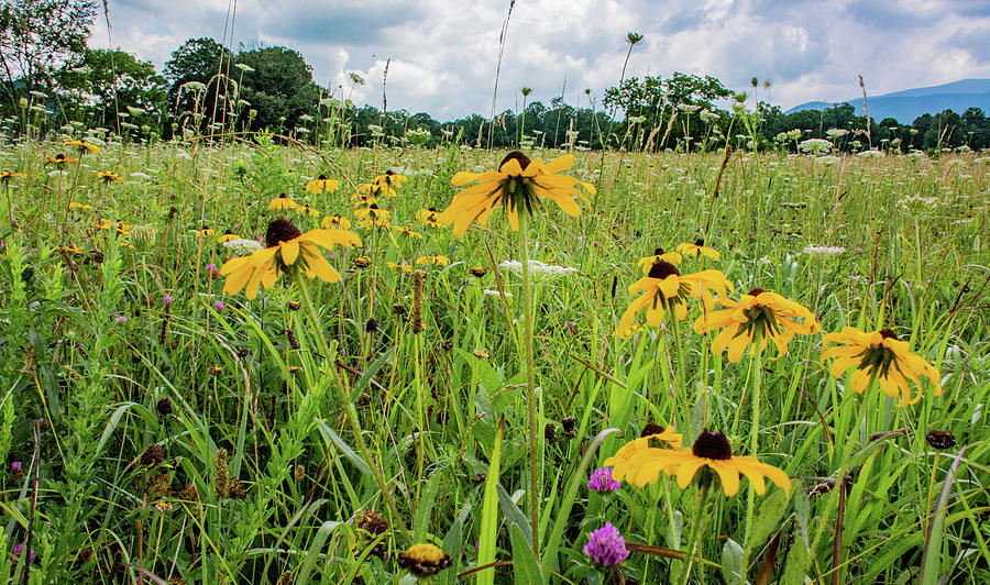 Flowers of the Field, Cades Cove Photograph by Marcy Wielfaert