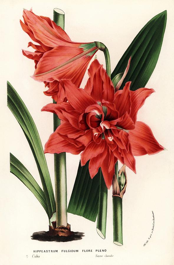 Flowers of the Gardens and Hothouses of Europe, Ghent, Belgium, 1862-65. Drawing by Album