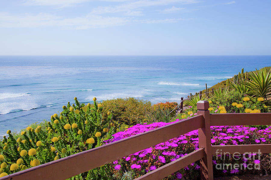 Flowers on Coastal Cliff Photograph by Catherine Walters
