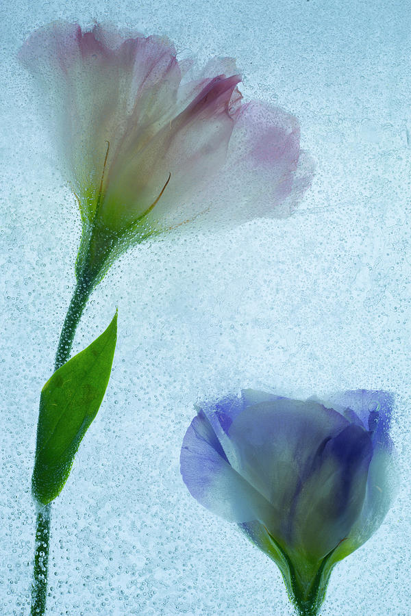 Nature Photograph - Flowers On Ice-12 by Moises Levy