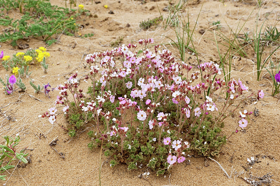 Flowers On Lakeshore, Pimenov, Lake Baikal, Siberia Photograph by Olga ...