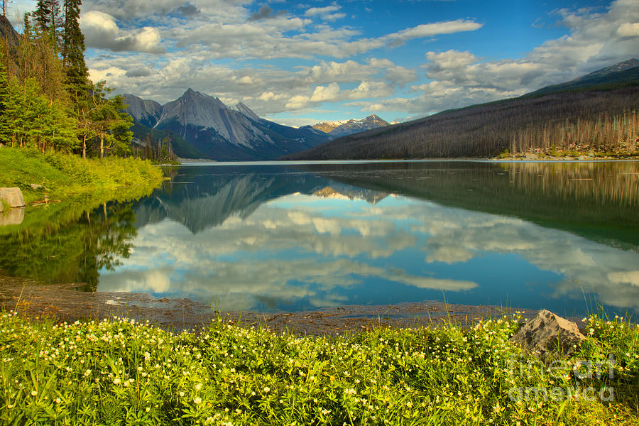 Flowers On The Edge Of Medicine Lake Photograph by Adam Jewell