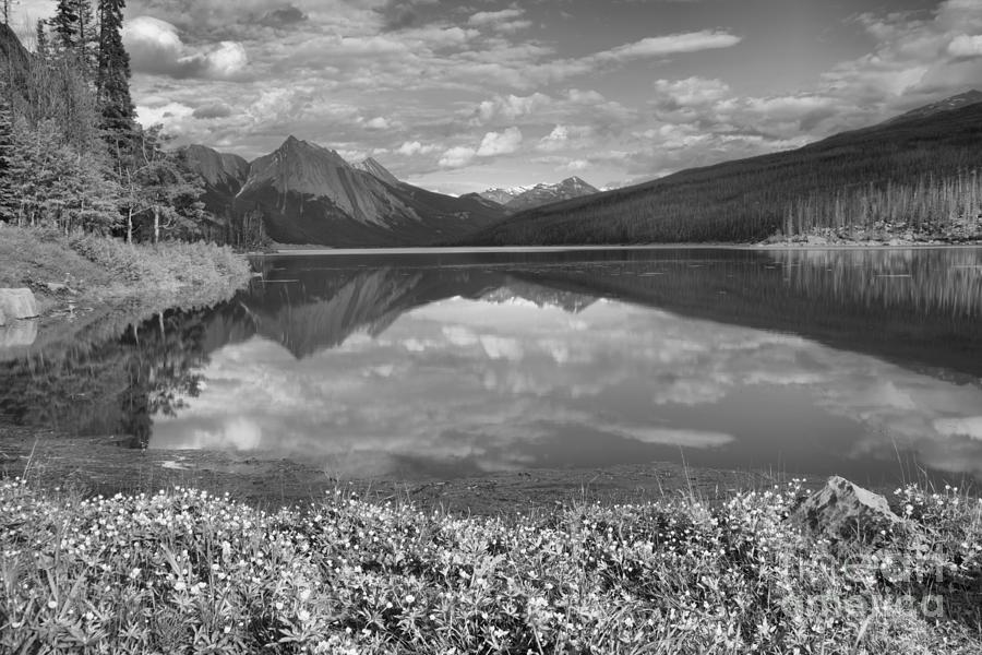 Flowers On The Edge Of Medicine Lake Black And White Photograph by Adam Jewell