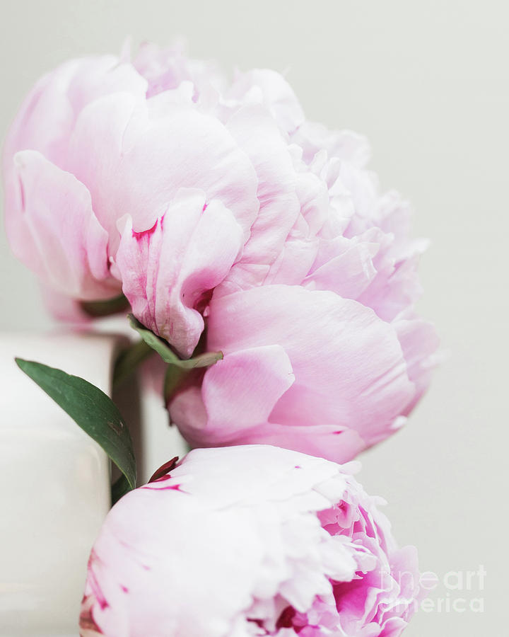 Flowers Pink peonies Minimalistic Modern Art Digital Art by Julia July ...