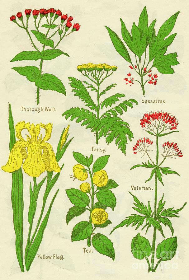 Flowers Thorough Wort, Tansy Drawing by Print Collector