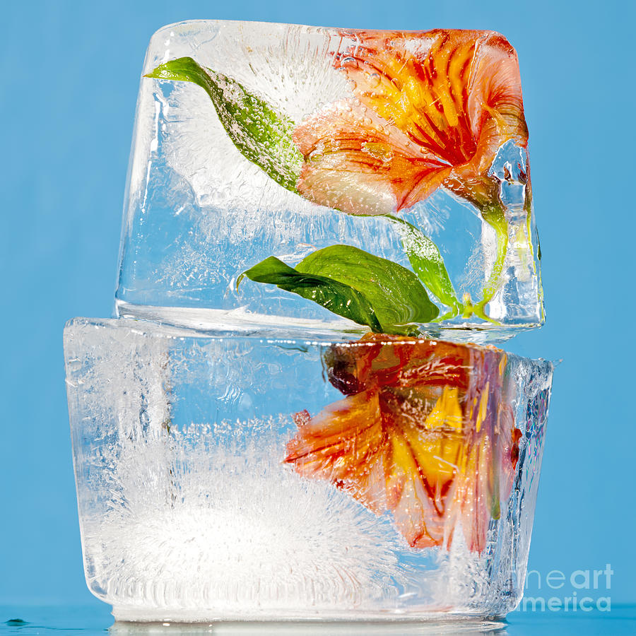Translucent Photograph - Flowers Trapped In A Block Of Ice by Tim Masters Translucent Photograph - Flowers Trapped In A Block Of Ice by Tim Masters