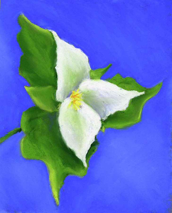 Flower Painting - Flowers - Trillium by Pat Olson Fine Art And Whimsy