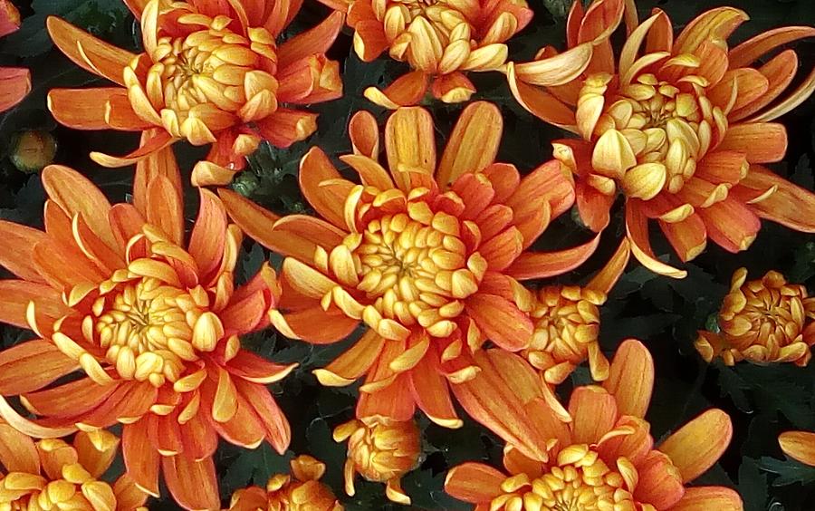 Flowers by Vittorio Chiampan Flowers by Vittorio Chiampan
