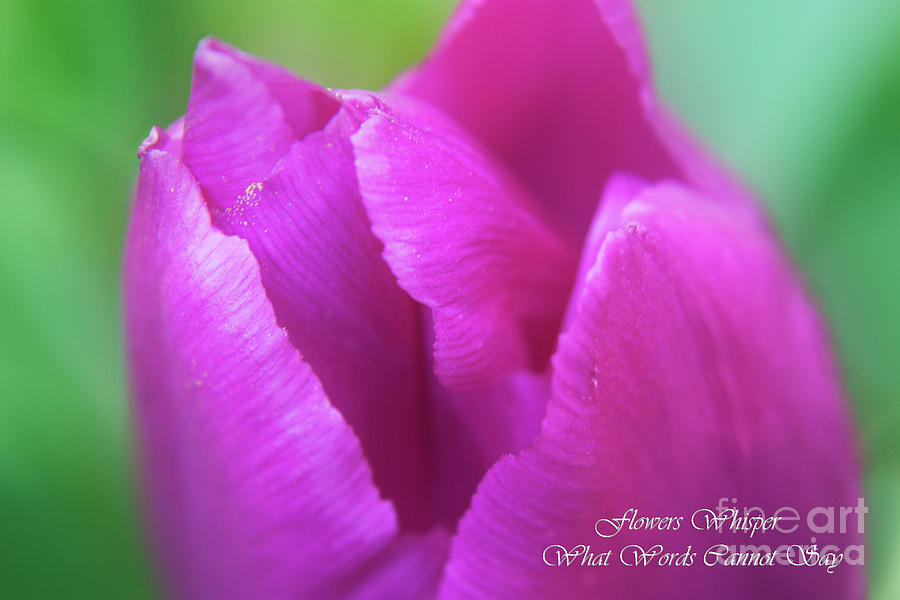 Spring Photograph - Flowers whisper what words cannot say  by Terri Waters