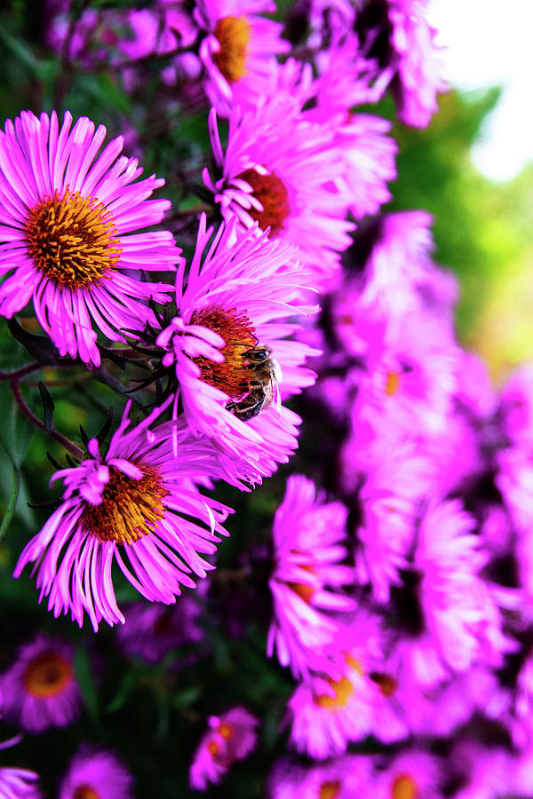 Flowers with bee Photograph by Owen Rowlands - Fine Art America