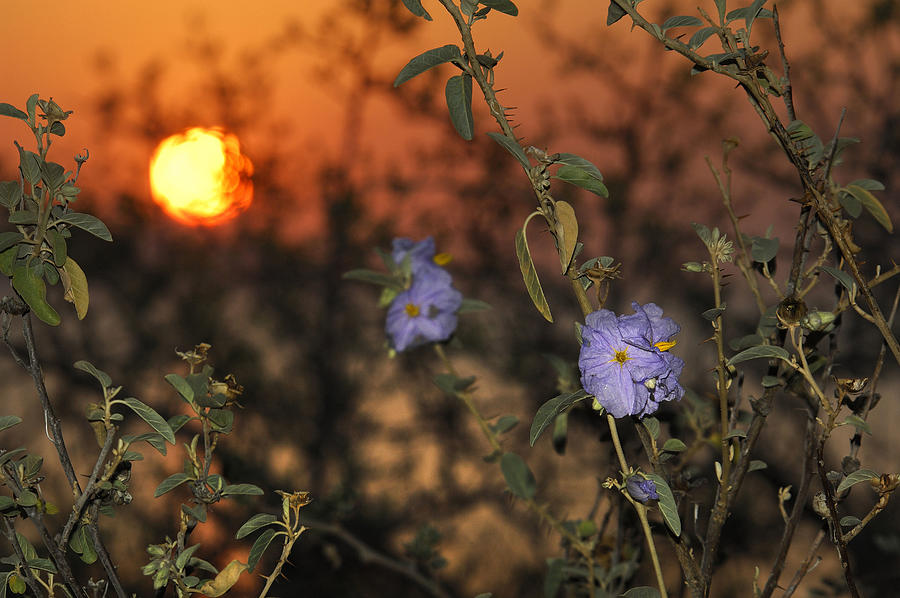 Flowers With Sunrise, Ventana Bay, Mexico Digital Art by Heeb Photos