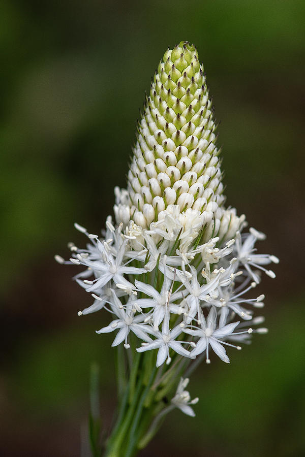 Flowerworks Bear Grass Bud by Matthew Irvin Flowerworks Bear Grass Bud by Matthew Irvin