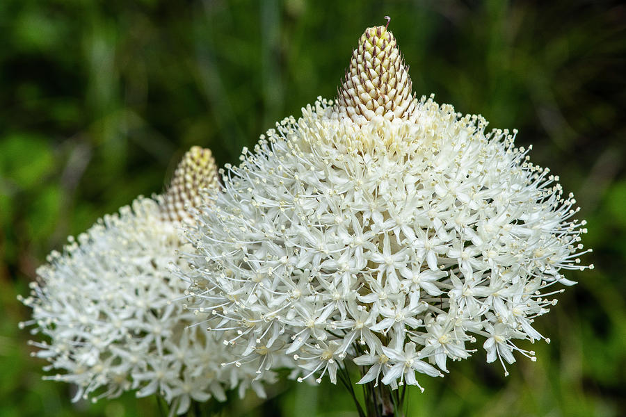 Flowerworks - Bear Grass Rounds by Matthew Irvin Flowerworks - Bear Grass Rounds by Matthew Irvin