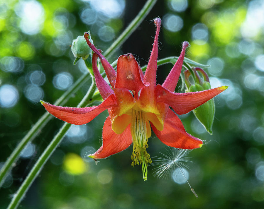 Flowerworks - Columbine with an Asterisk by Matthew Irvin Flowerworks - Columbine with an Asterisk by Matthew Irvin