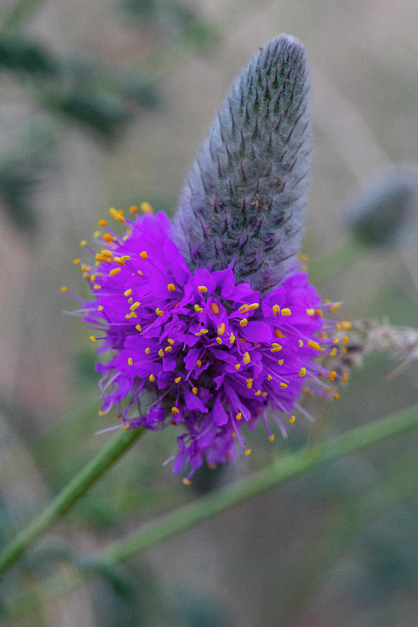 Flowerworks - Purple Prairie Clover by Matthew Irvin Flowerworks - Purple Prairie Clover by Matthew Irvin
