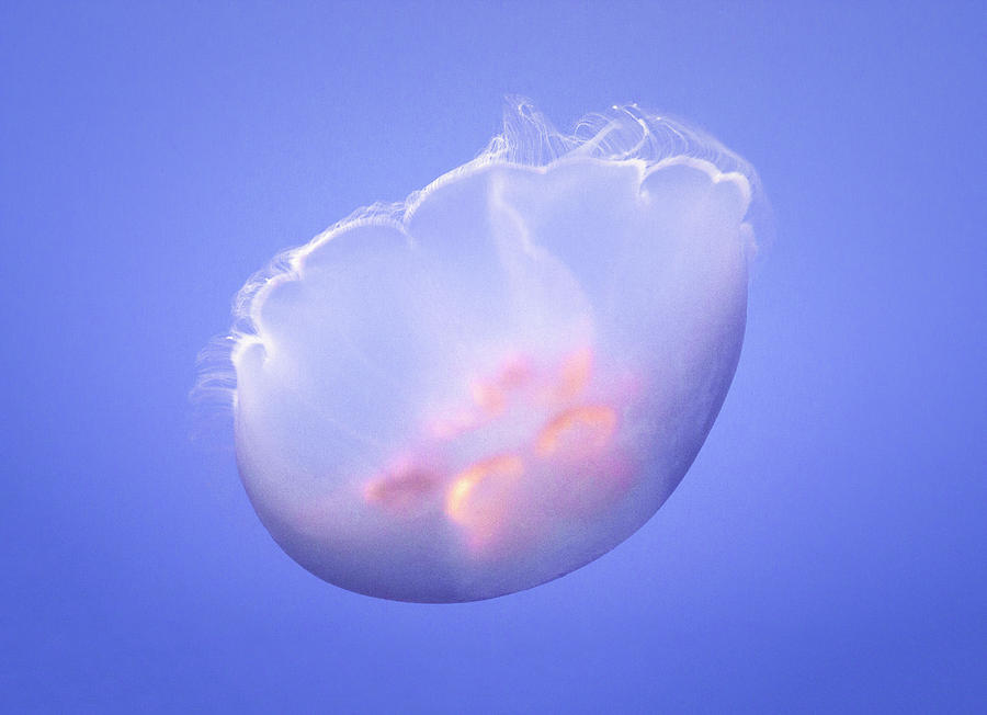 Flowery Moon Jellyfish Photograph by Bonnie Follett