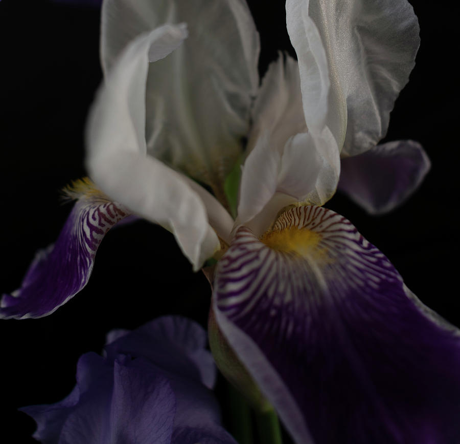 Flowing Iris Photograph by Vicky Edgerly