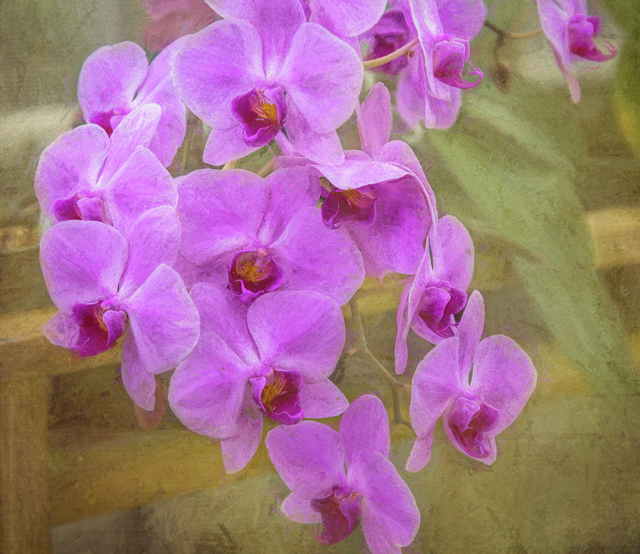 Flowing Orchids Photograph by Debra Martz