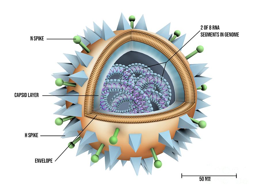 Flu Virus Particle Structure Photograph By Maurizio De Angelis science 