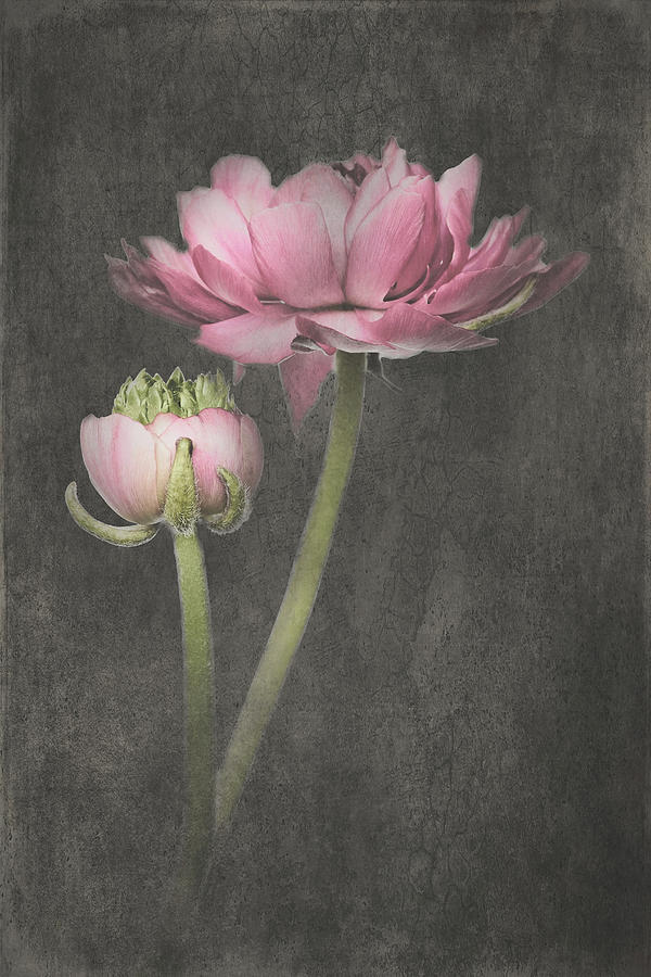 Vintage Mixed Media - Fluer dArmour Ranunculus I by Amanda Jane