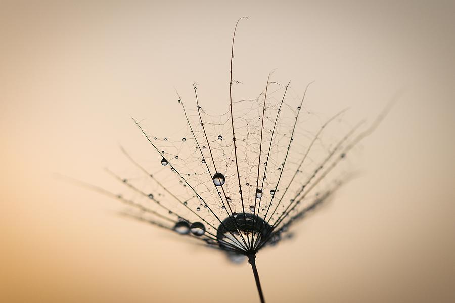Fluff And Droplets Photograph by Roman Chuda