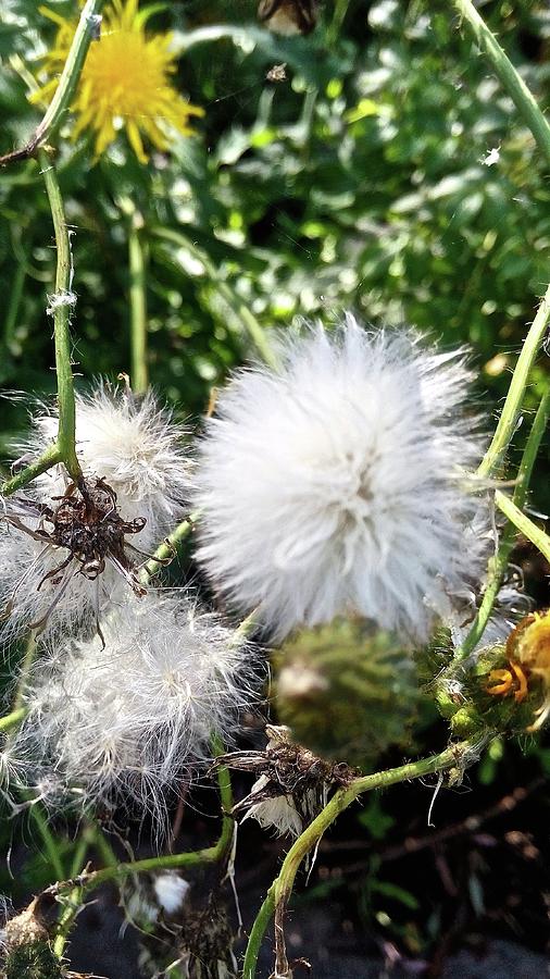 Fluff by Stephanie Moore Fluff by Stephanie Moore