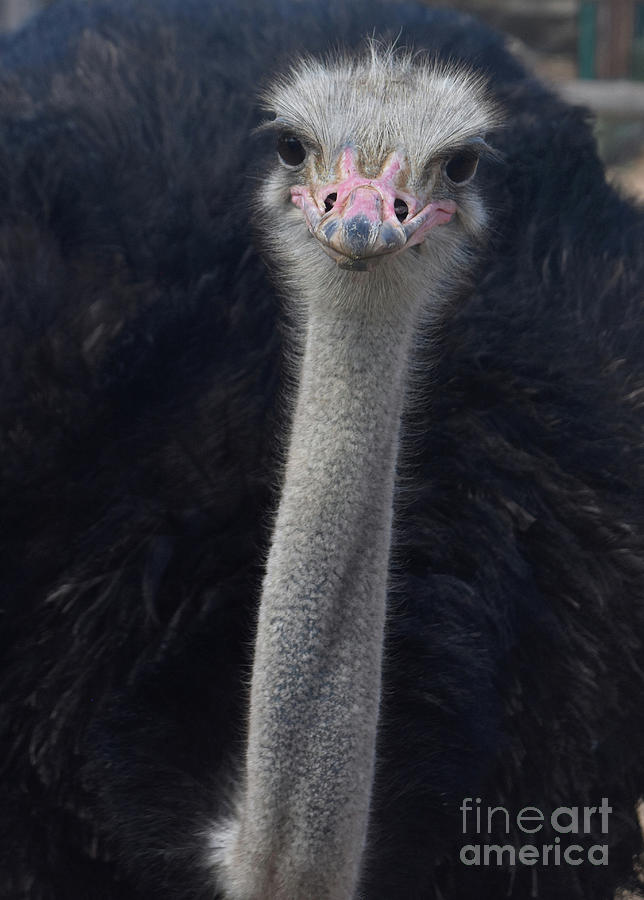 Fluffy Black Feathered Common Ostrich with a Long Thin Neck Photograph by DejaVu Designs