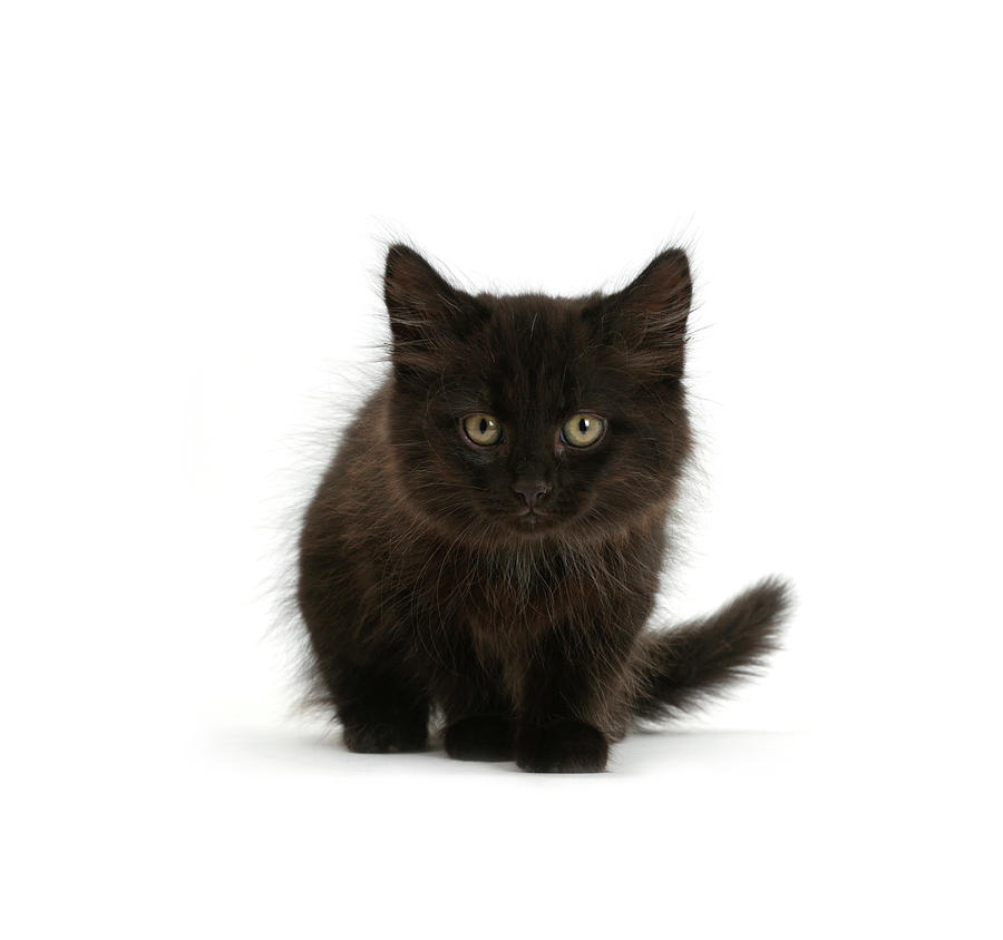 3,434 Fluffy Black Kitten Stock Photos, High-Res Pictures, and Images -  Getty Images