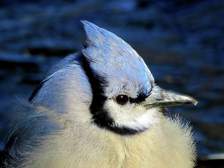 Fluffy Blue Jay Close Up with Icy Beak Photograph by Linda Stern