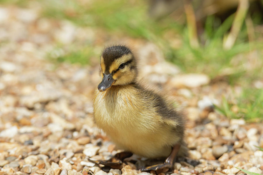 Fluffy Duckling Pose Photograph by Scott Lyons