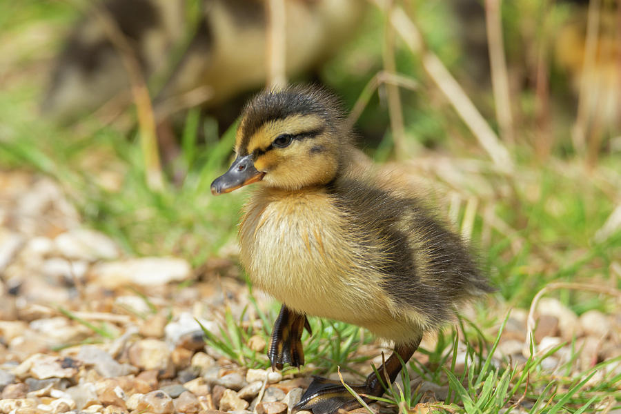 Fluffy Duckling Photograph by Scott Lyons