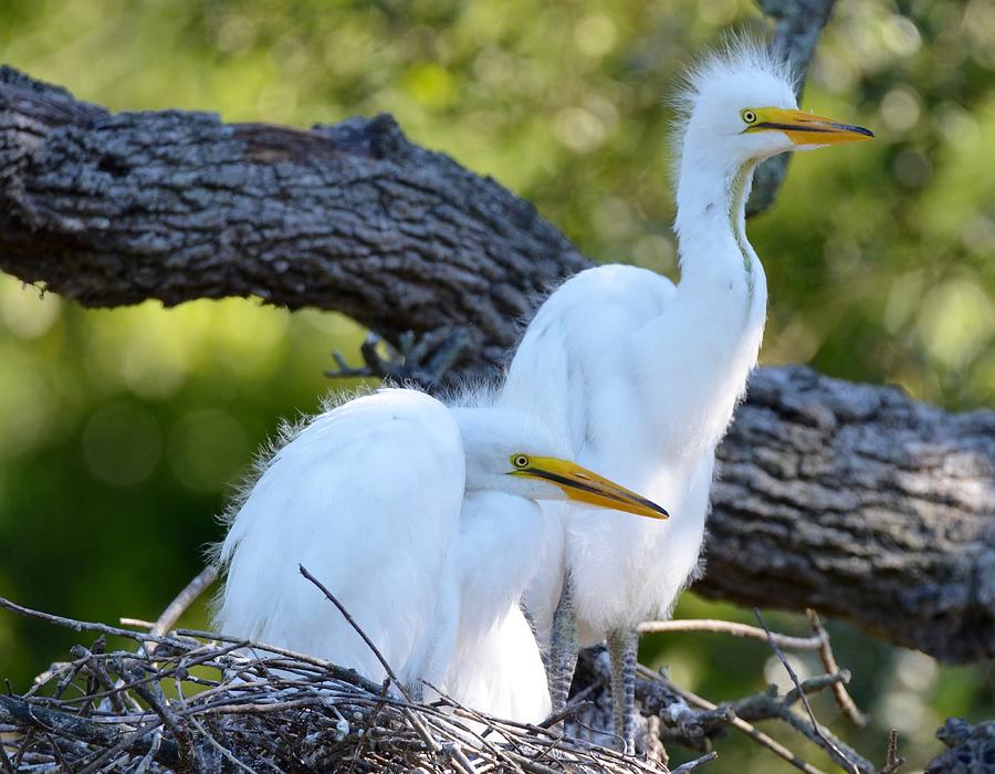 Fluffy Egret Chicks Waiting for Mommy Photograph by Richard Bryce and Family