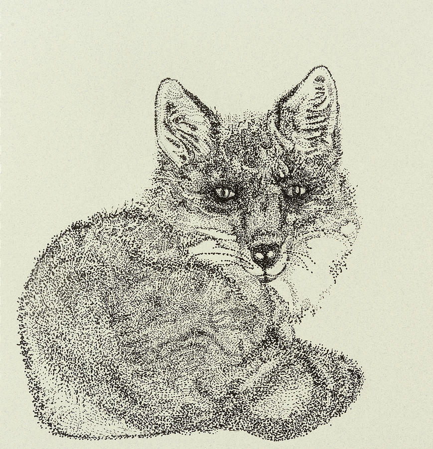 Fluffy Fox Drawing by Renee Messchaert | Fine Art America