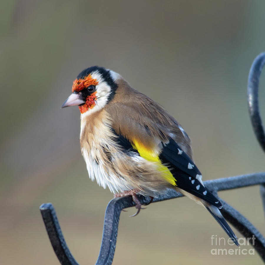 Finch Photograph - Fluffy Goldfinch by Steev Stamford