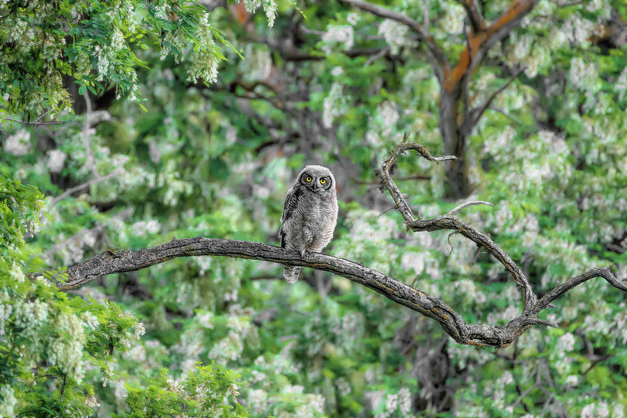 Fluffy Great Horned Owlet Photograph By Wes And Dotty Weber - Pixels