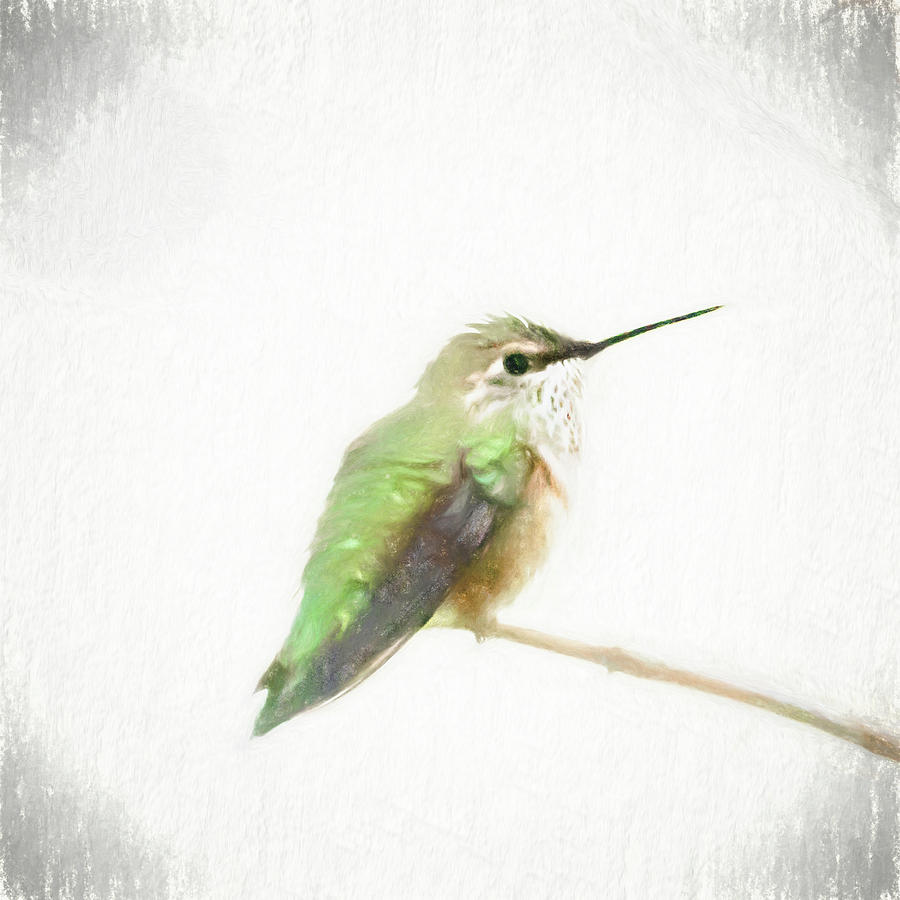 Fluffy Hummingbird Photograph by Jennifer Grossnickle