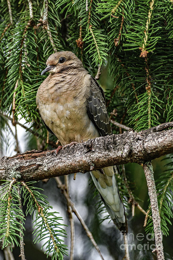 Fluffy Mourning Dove Photograph