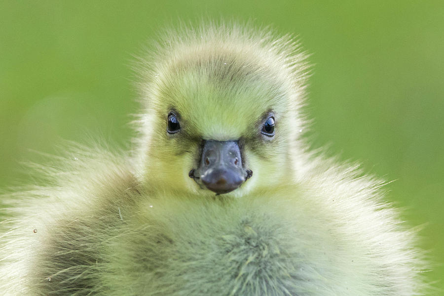 Fluffy Portrait Photograph by Mircea Costina Photography