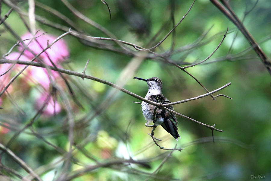 Fluffy Ruby-Throated Hummingbird Photograph by Trina Ansel