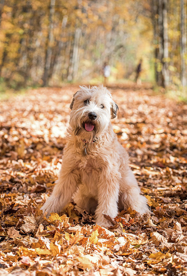 Fluffy Wheaten Terrier Dog Sitting On Leaf Covered Path On Fall Day. Photograph by Cavan Images