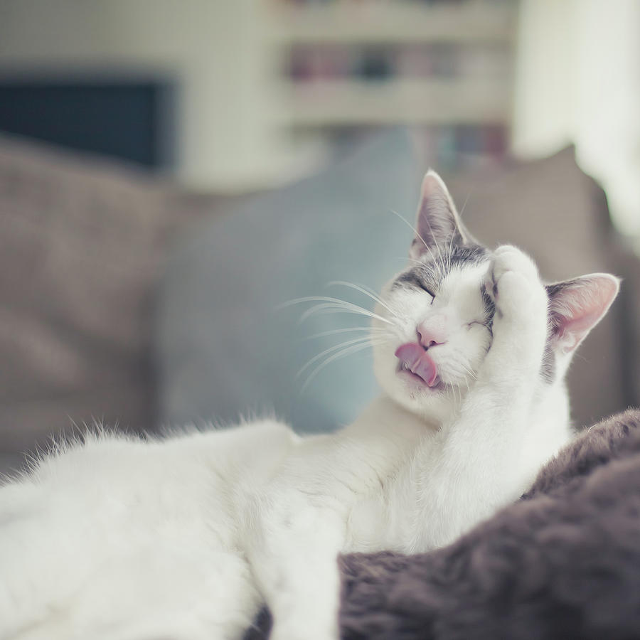 Fluffy White And Grey Cat Cleaning Photograph by Cindy Prins