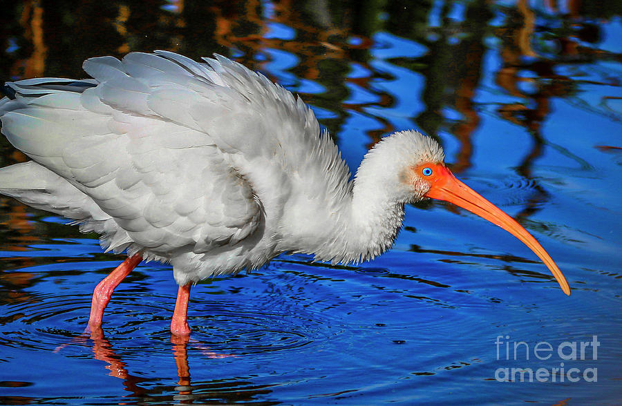 Fluffy White Ibis Photograph by Tom Claud