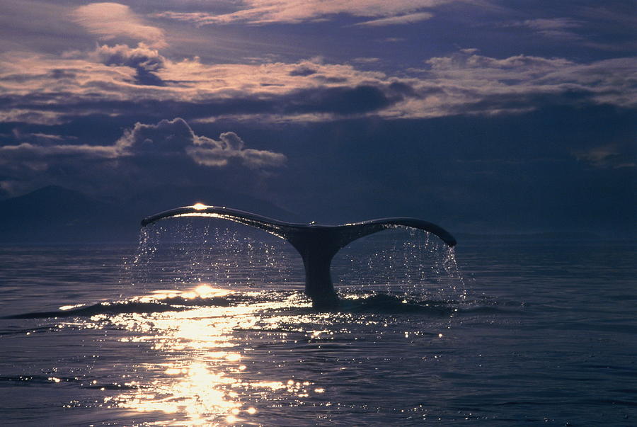 Fluke Of Humpback Whale Megaptera Photograph by John Warden