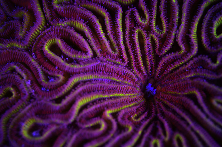 Fluorescent Coral Under Uv Light, Netherlands Antilles Photograph by ...