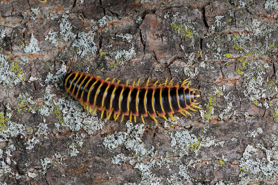 Fluorescent Millipede In White Light Photograph by Ted M. Kinsman ...