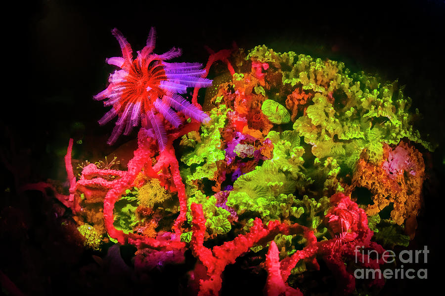 Fluorescing Coral Reef At Night Photograph by Louise Murray/science Photo Library