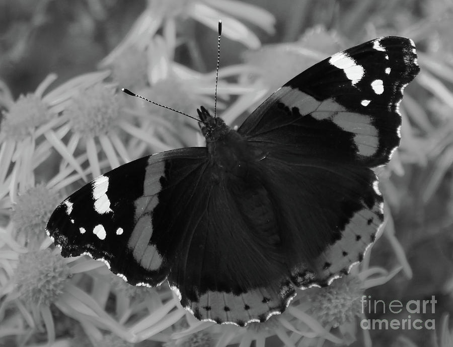 Flutter bw Donegal by Eddie Barron Flutter bw Donegal by Eddie Barron