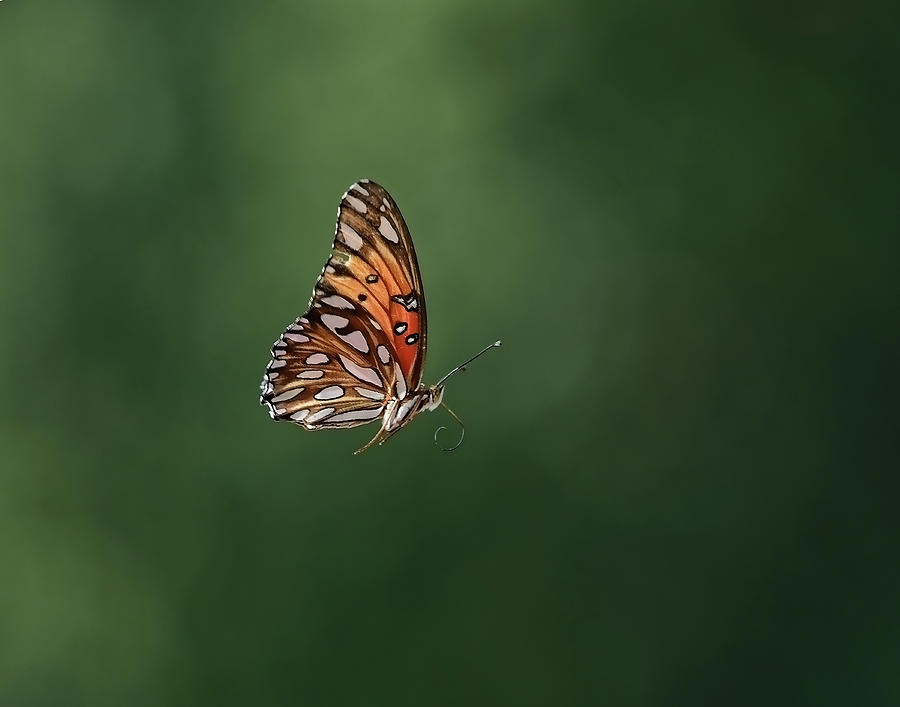 In Flight Photograph by Stuart Harrison