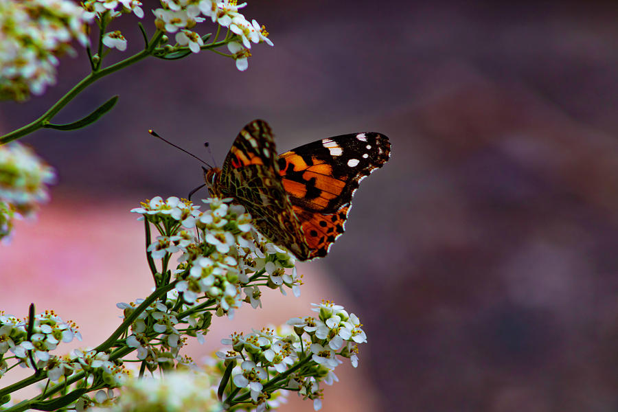 Flutterby Photograph by Silver Bullet Art - Fine Art America